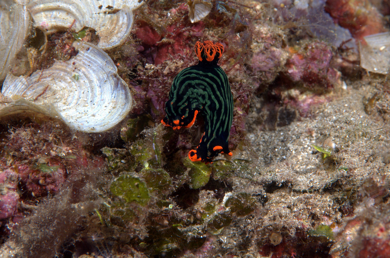 Nembrotha nigerrima